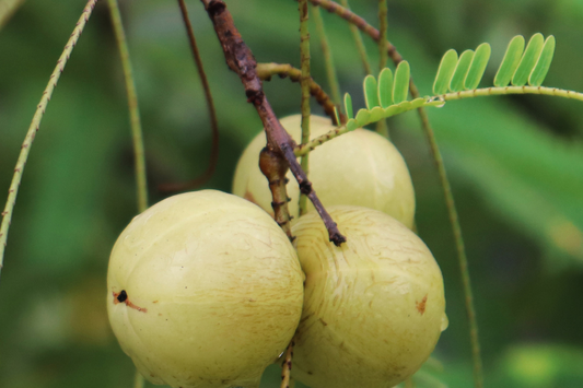 Amla Olie: Voor natuurlijke schoonheid